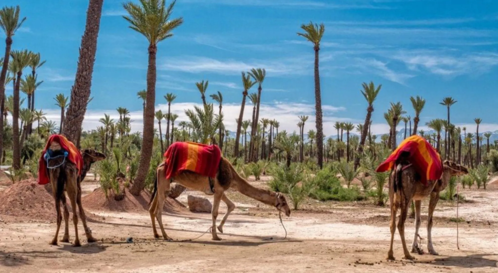 activités Marrakech en famille